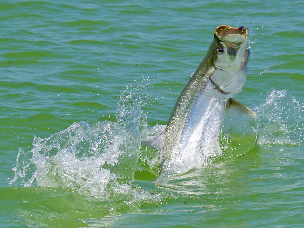 Captain Brian Jill Tampa Bay Fly Fishing Guide